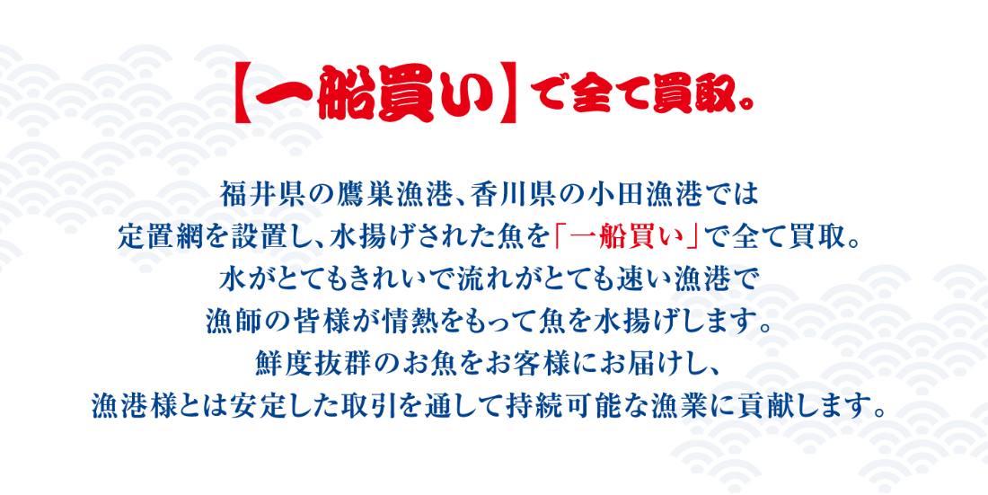 【一船買い】で全て買取。福井県の鷹巣漁港、香川県の小田漁港では定置網を設置し、水揚げされた魚を「一船買い」で全て買取。水がとてもきれいで流れがとても速い漁港で漁師の皆様が情熱をもって魚を水揚げします。鮮度抜群のお魚をお客様にお届けし、漁港様とは安定した取引を通して持続可能な漁業に貢献します。