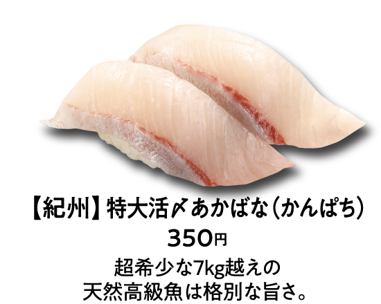 【紀州】特大活〆あかばな（かんぱち） 350円 超希少な7kg越えの天然高級魚は格別な旨さ。