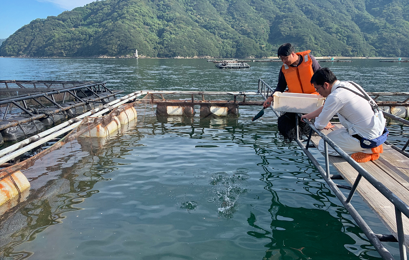 天然魚魚育プロジェクト
