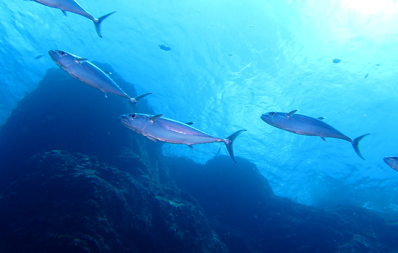 天然魚プロジェクト