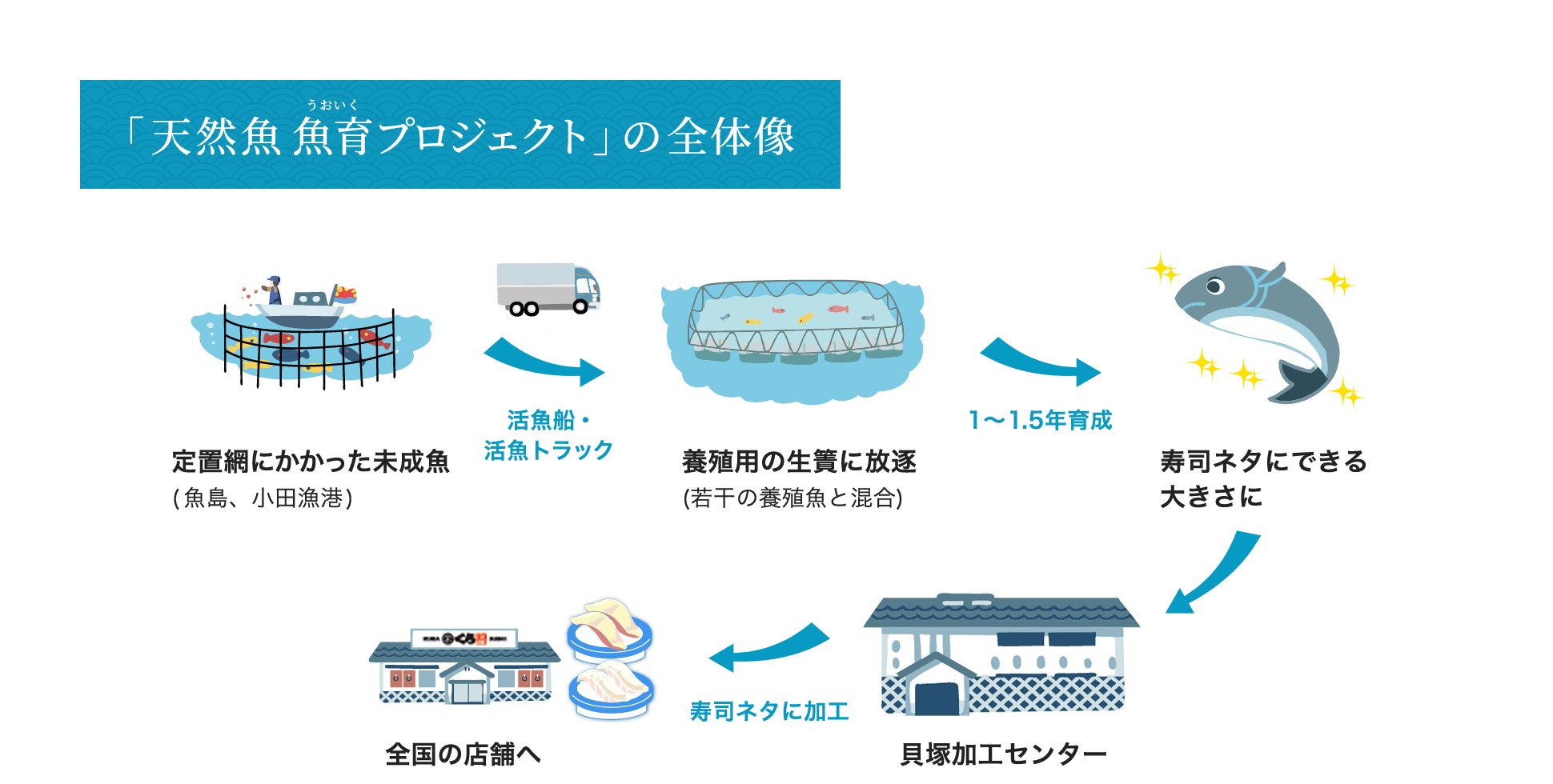 「天然魚 魚育プロジェクト」の全体像