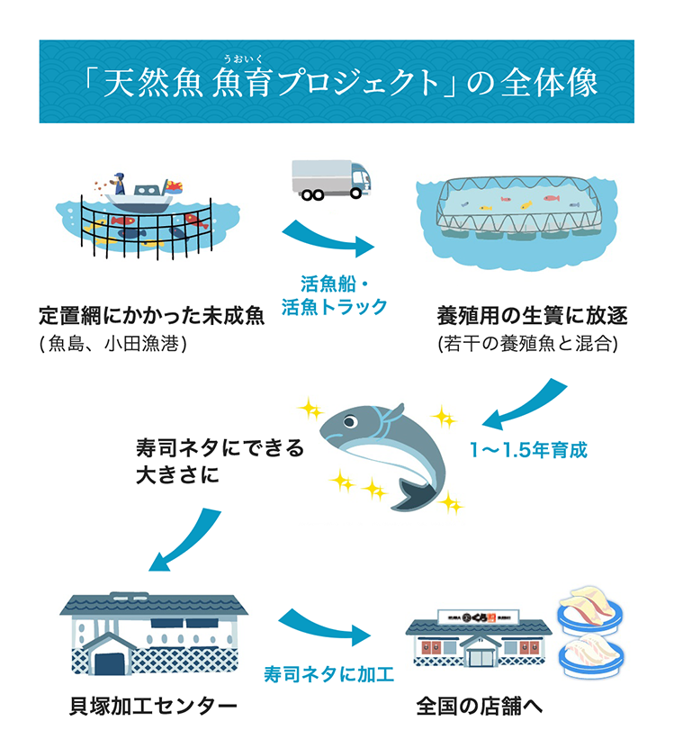 「天然魚 魚育プロジェクト」の全体像