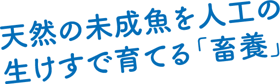 天然の未成魚を人工の生けすで育てる「畜養」