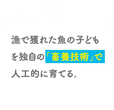 POINT02 漁で獲れた魚の子どもを独自の「畜養技術」で人工的に育てる。