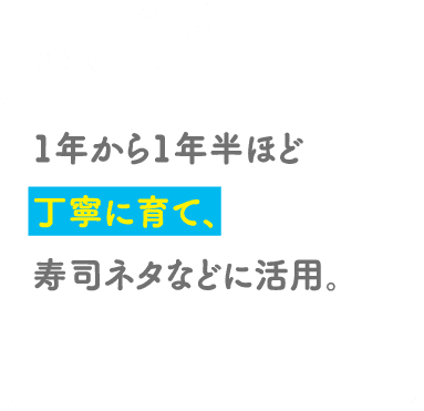 POINT03 1年から1年半ほど丁寧に育て、寿司ネタなどに活用。