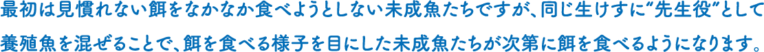 最初は見慣れない餌をなかなか食べようとしない未成魚たちですが、同じ生けすに“先生役”として養殖魚を混ぜることで、餌を食べる様子を目にした未成魚たちが次第に餌を食べるようになります。