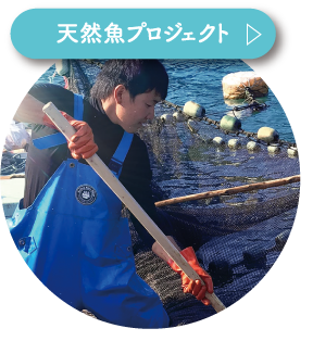 天然魚プロジェクト