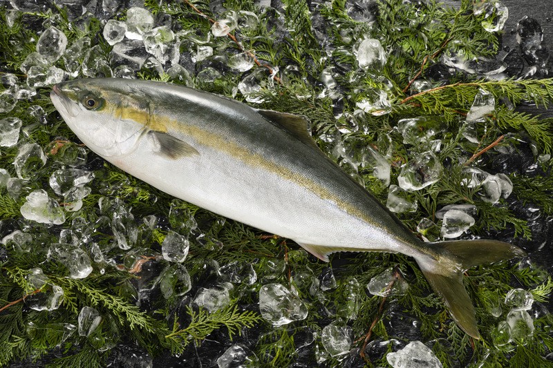 大手回転寿司初！11月3日から近大生まれの「ブリ」と「ヒラマサ」のハイブリッド魚「ブリヒラ」限定販売！ 漁業の持続可能な発展・養殖水産物の普及に貢献