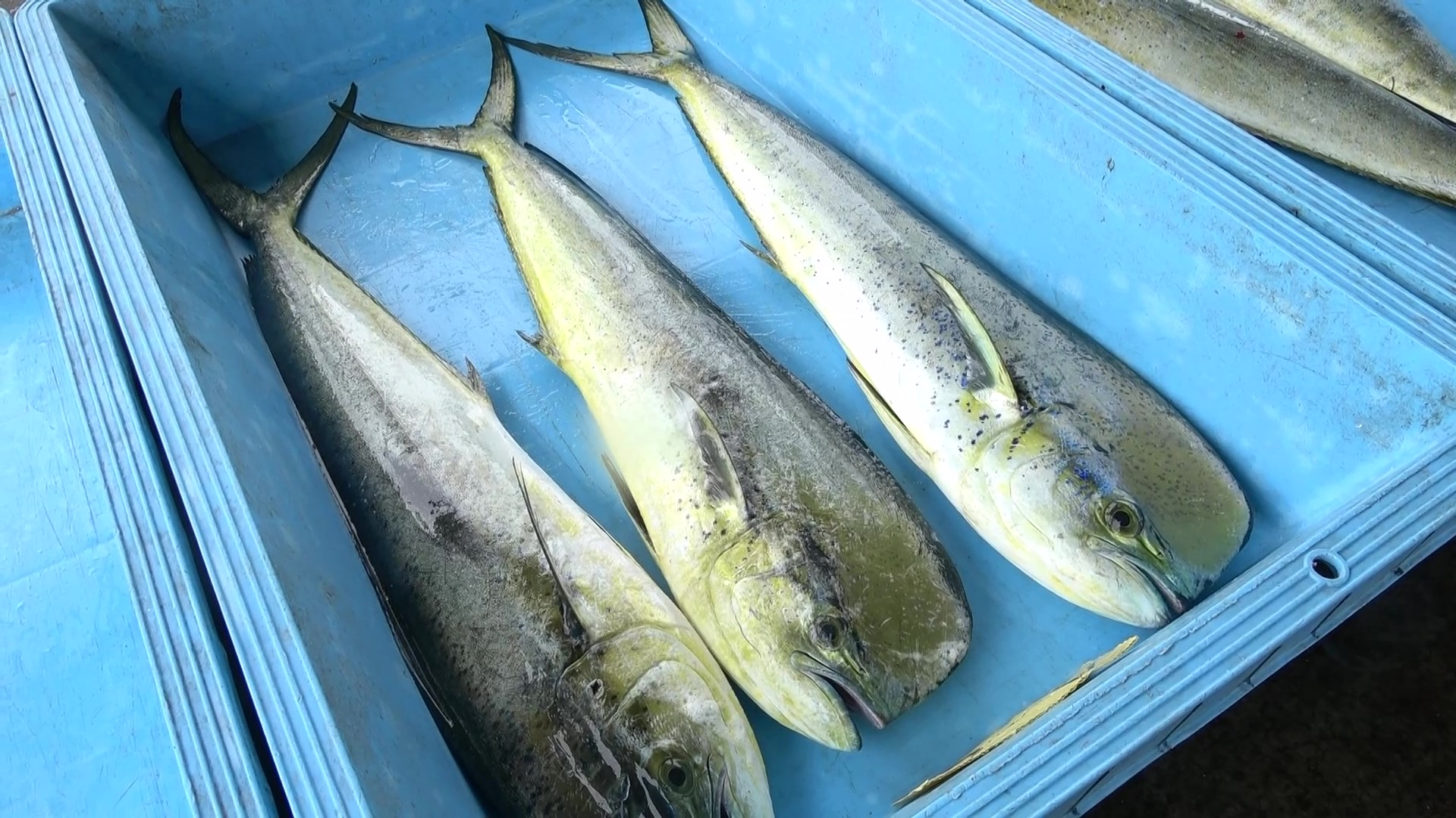 【低利用魚】シイラ_まき網漁202306（高知） - frame at 5m58s.png