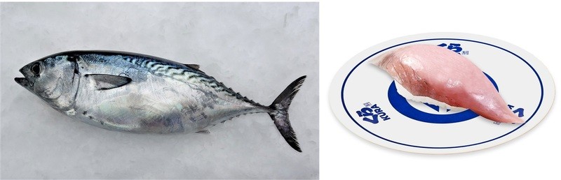 国産の希少な魚を身近に！スマート養殖で持続可能な漁業へ　大手回転寿司初！幻の高級魚「AIスマガツオ」－ 12月2日（金）から全国のくら寿司で限定販売－