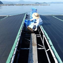 買い手激減で行き先に困る 愛媛県産養殖マダイ200トンを購入 コロナ禍で苦境に立たされる漁業者と協力
