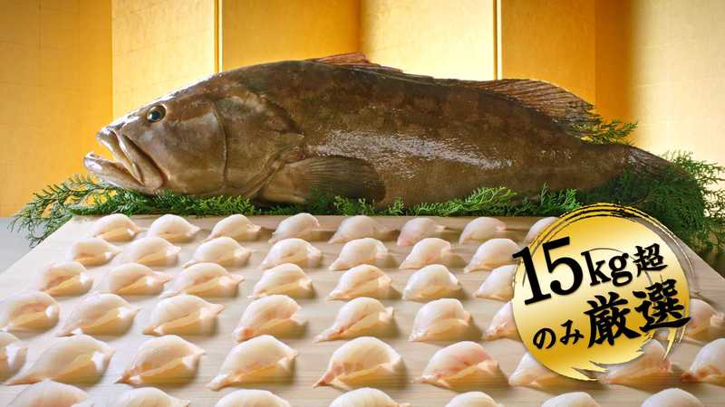 上質な脂と濃厚な旨味 歯ごたえのある引き締まった身が魅力 幻の高級魚 国産 天然くえ くら寿司プレスリリース くら寿司 回転寿司