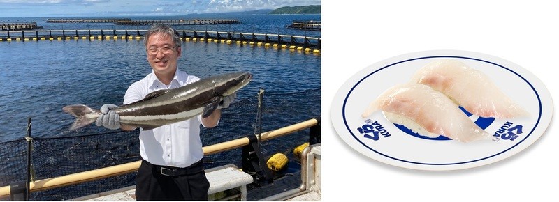 うまスギる！希少な沖縄ブランド魚が登場 『琉球スギ』 7月16日（金）から全国のくら寿司で期間限定販売